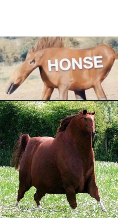 image tagged in honse,the h o n s e | made w/ Imgflip meme maker