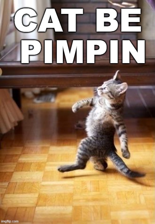 Cat Be Pimpin | CAT BE
 PIMPIN | image tagged in cool cat stroll,cat pimp,cat,kitten,pimpin,pimp | made w/ Imgflip meme maker