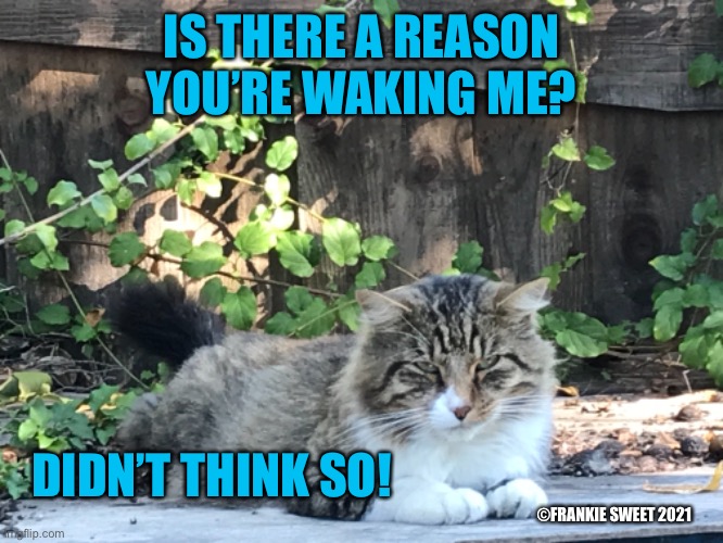 Is there a reason you’re waking me? |  IS THERE A REASON YOU’RE WAKING ME? ©FRANKIE SWEET 2021; DIDN’T THINK SO! | image tagged in cat,pets,nap,cat nap,cute,animals | made w/ Imgflip meme maker