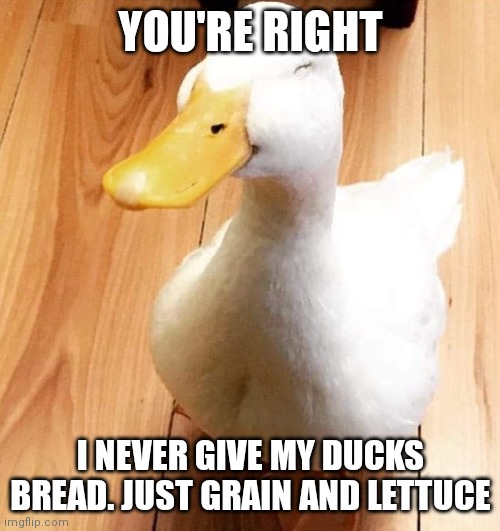 SMILE DUCK | YOU'RE RIGHT I NEVER GIVE MY DUCKS BREAD. JUST GRAIN AND LETTUCE | image tagged in smile duck | made w/ Imgflip meme maker