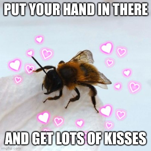 PUT YOUR HAND IN THERE AND GET LOTS OF KISSES | made w/ Imgflip meme maker
