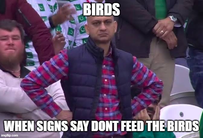 brd | BIRDS; WHEN SIGNS SAY DONT FEED THE BIRDS | image tagged in disappointed man | made w/ Imgflip meme maker