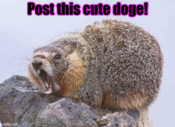 Post this dog | Post this cute doge! | image tagged in post this dog,doggo week,cute puppies,just do it | made w/ Imgflip meme maker