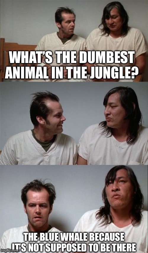 Well... it’s a pretty bad pun | WHAT’S THE DUMBEST ANIMAL IN THE JUNGLE? THE BLUE WHALE BECAUSE IT’S NOT SUPPOSED TO BE THERE | image tagged in bad joke jack 3 panel,whale,jungle,bad pun | made w/ Imgflip meme maker