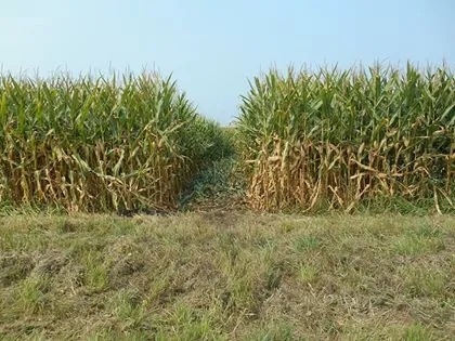 Corn Blank Meme Template