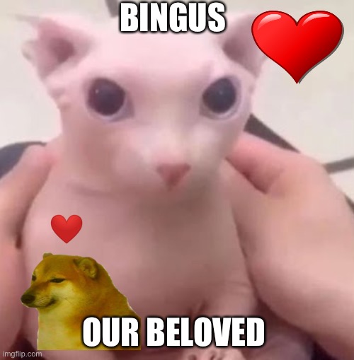 Bingus | BINGUS; OUR BELOVED | image tagged in bingus | made w/ Imgflip meme maker