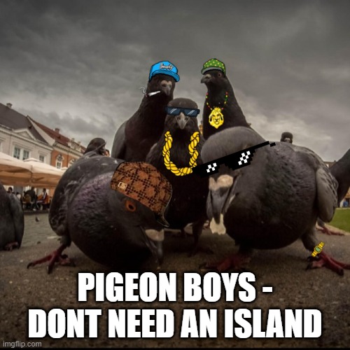 Pigeon Boys | PIGEON BOYS - DONT NEED AN ISLAND | image tagged in pigeons,pigeon | made w/ Imgflip meme maker