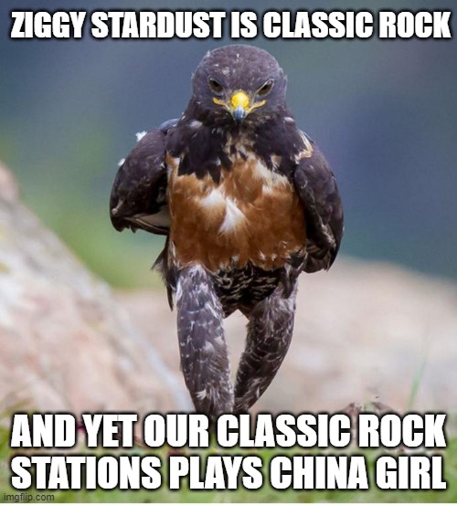 Wondering Wandering Falcon |  ZIGGY STARDUST IS CLASSIC ROCK; AND YET OUR CLASSIC ROCK STATIONS PLAYS CHINA GIRL | image tagged in wandering falcon,david bowie,mtv,not rock | made w/ Imgflip meme maker