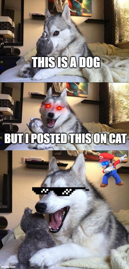 my meme got rejected LOL | THIS IS A DOG; BUT I POSTED THIS ON CAT | image tagged in memes,bad pun dog,catz i think,dont leave without an upvote,do you know how to read,meeeeeeeeeoooooooooow | made w/ Imgflip meme maker