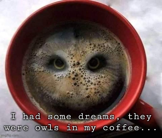 Owls In My Coffee (You're So Vain by Carly Simon) | I had some dreams, they were owls in my coffee... | image tagged in coffee,owl,owls,memes | made w/ Imgflip meme maker
