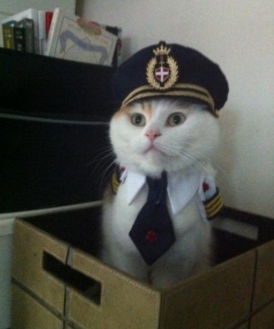 Welcome Aboard Cat Blank Meme Template