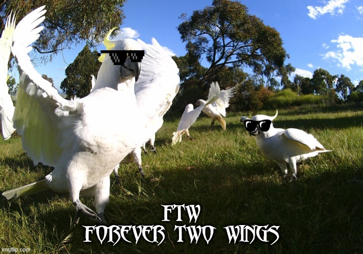  FTW
FOREVER TWO WINGS | image tagged in cockie | made w/ Imgflip meme maker