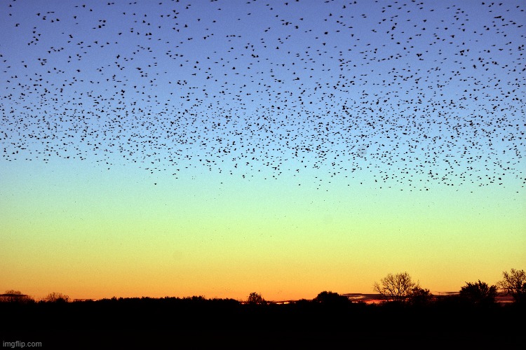 the birds are headed south | image tagged in sunrise,south for the winter,birds | made w/ Imgflip meme maker