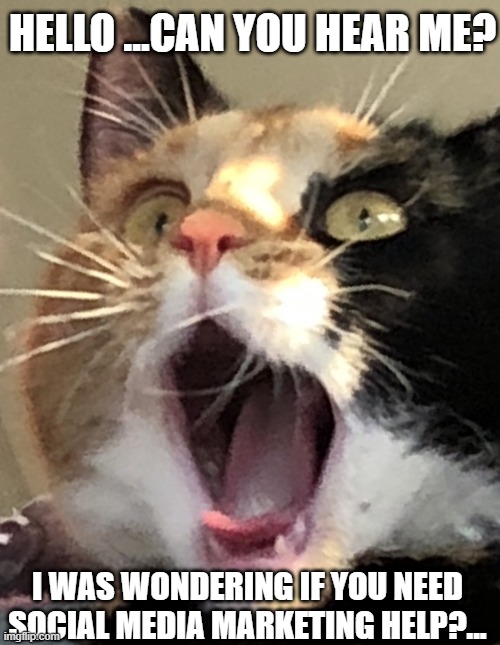 Shouting cat | HELLO ...CAN YOU HEAR ME? I WAS WONDERING IF YOU NEED SOCIAL MEDIA MARKETING HELP?... | image tagged in shouting cat | made w/ Imgflip meme maker