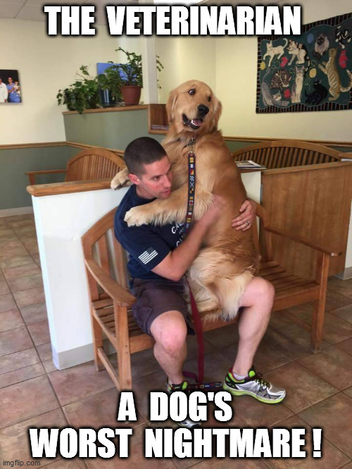 Something about that foot long needle turns the fiercest mutt into K9 jello. | THE  VETERINARIAN; A  DOG'S WORST  NIGHTMARE ! | image tagged in veterinarian,dogs | made w/ Imgflip meme maker