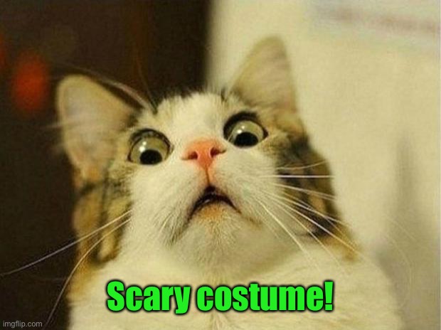 Scared Cat Meme | Scary costume! | image tagged in memes,scared cat | made w/ Imgflip meme maker