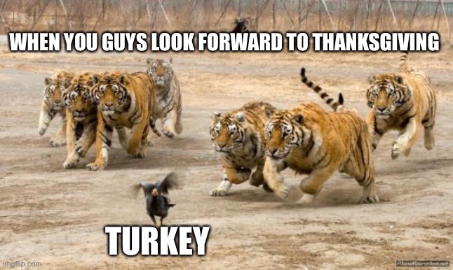 Angry Tigers Chase Bird 2: Thanksgiving Plan |  WHEN YOU GUYS LOOK FORWARD TO THANKSGIVING; TURKEY | image tagged in tigers chasing,thanksgiving,turkey,holiday | made w/ Imgflip meme maker