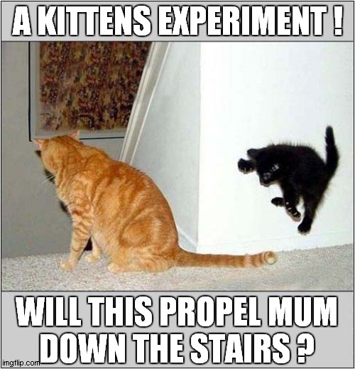 Kitten Attack ! | A KITTENS EXPERIMENT ! WILL THIS PROPEL MUM
DOWN THE STAIRS ? | image tagged in cats,kitten,attack | made w/ Imgflip meme maker