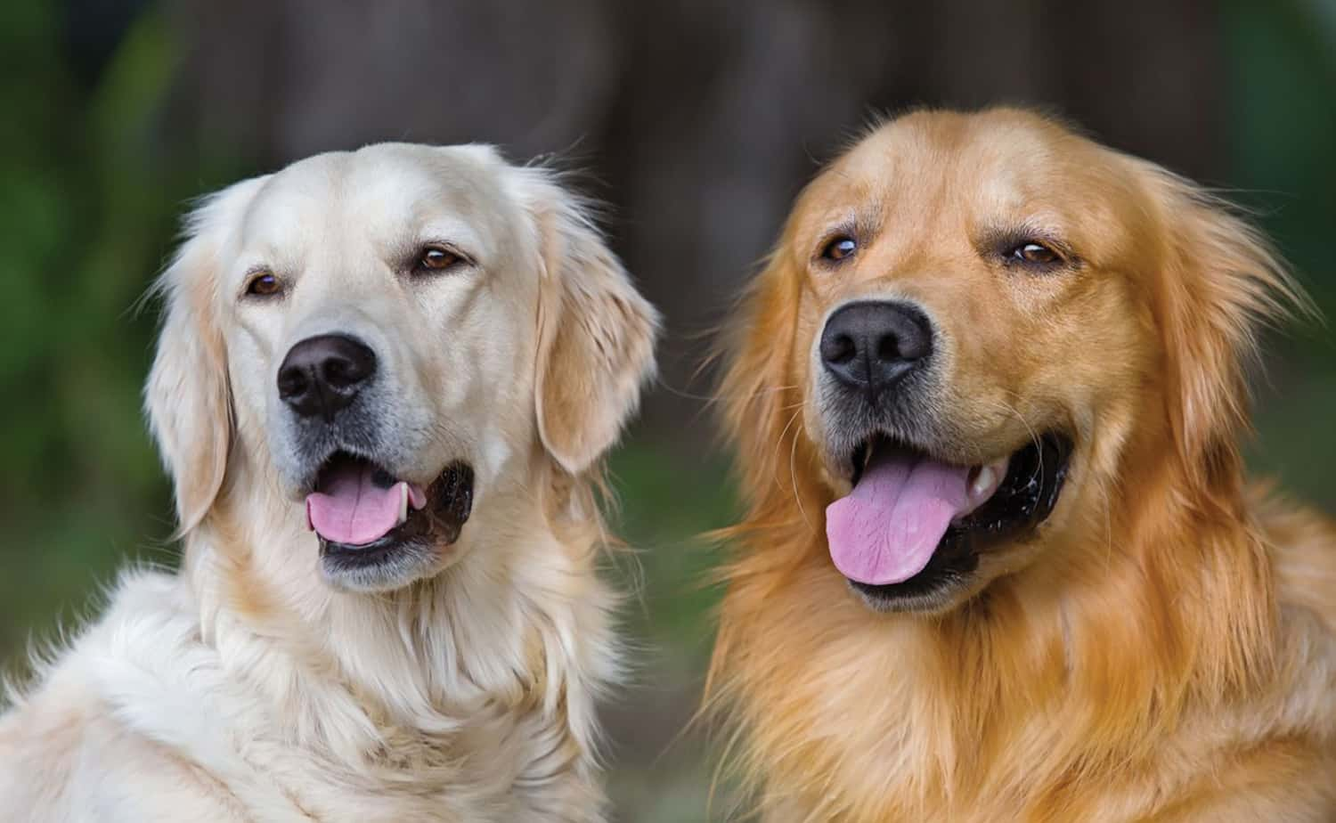 double doggo Blank Meme Template