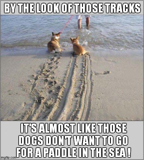 Reluctant Corgis At The Seaside ! | BY THE LOOK OF THOSE TRACKS; IT'S ALMOST LIKE THOSE
DOGS DON'T WANT TO GO
FOR A PADDLE IN THE SEA ! | image tagged in dogs,corgis,reluctant,seaside | made w/ Imgflip meme maker