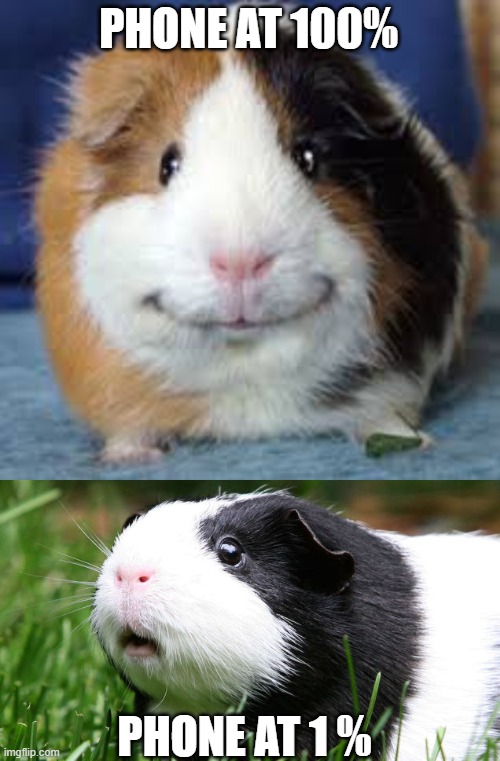 PHONE AT 100%; PHONE AT 1 % | image tagged in guinea pig,scared guinea pig | made w/ Imgflip meme maker