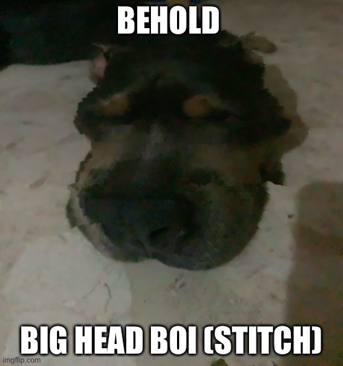 The opposite of the last one | BEHOLD; BIG HEAD BOI (STITCH) | image tagged in cursed image | made w/ Imgflip meme maker