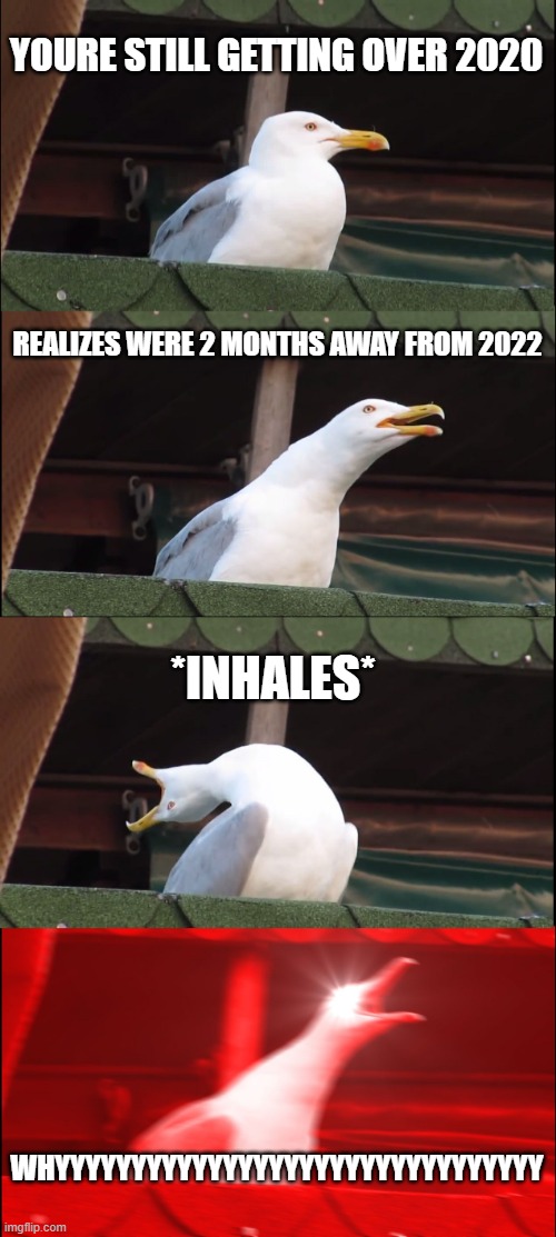 why | YOURE STILL GETTING OVER 2020; REALIZES WERE 2 MONTHS AWAY FROM 2022; *INHALES*; WHYYYYYYYYYYYYYYYYYYYYYYYYYYYYYYYY | image tagged in memes,inhaling seagull | made w/ Imgflip meme maker