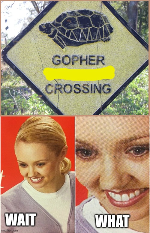 Yeah Gopher Okay | WHAT; WAIT | image tagged in wait what,gophers | made w/ Imgflip meme maker