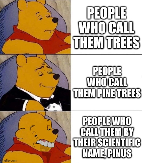 Tree, Tree, Sus | PEOPLE WHO CALL THEM TREES; PEOPLE WHO CALL THEM PINE TREES; PEOPLE WHO CALL THEM BY THEIR SCIENTIFIC NAME, PINUS | image tagged in best better blurst | made w/ Imgflip meme maker