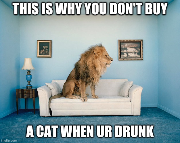 oh not agian | THIS IS WHY YOU DON'T BUY; A CAT WHEN UR DRUNK | image tagged in cats | made w/ Imgflip meme maker