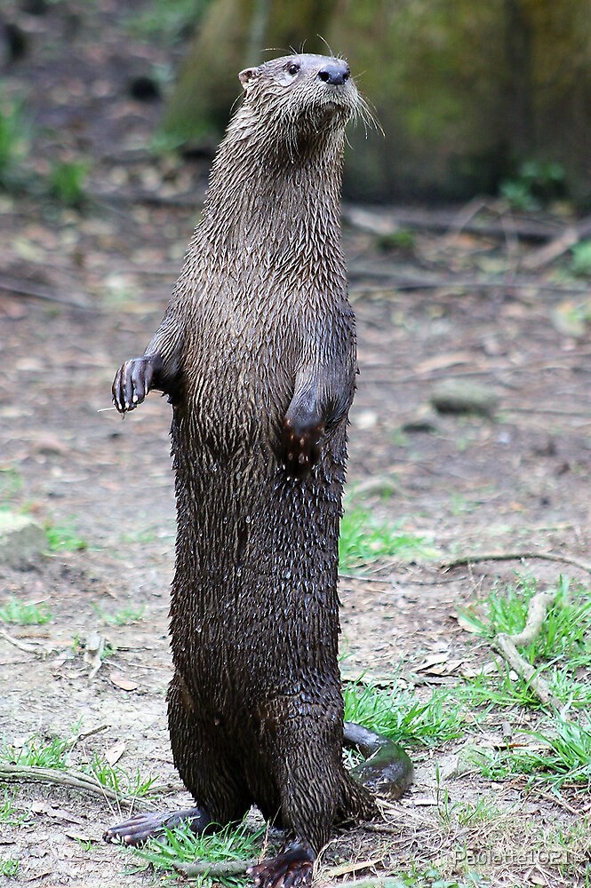 High Quality Standing Otter Blank Meme Template