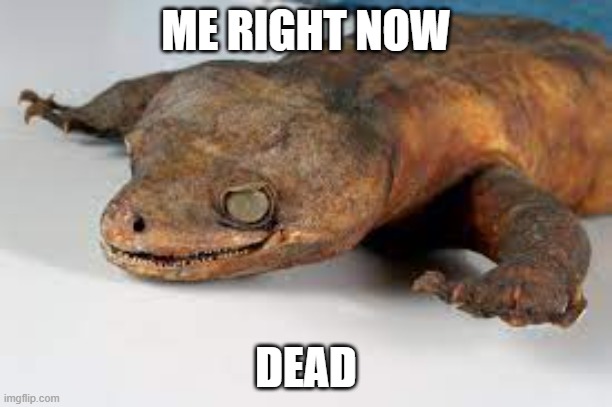 ME RIGHT NOW; DEAD | image tagged in funny,memes,extinction | made w/ Imgflip meme maker