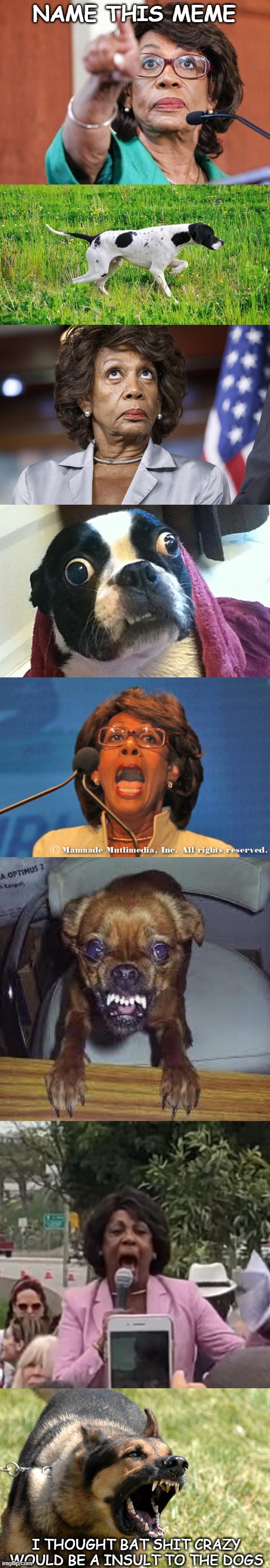MEME NAME GOES HERE______________. | NAME THIS MEME; I THOUGHT BAT SHIT CRAZY WOULD BE A INSULT TO THE DOGS | image tagged in dumbass maxine waters,pointer dog,maxine water korea,confused dog,maxine waters,mad dog | made w/ Imgflip meme maker