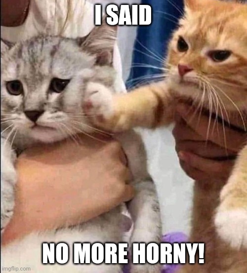 I SAID NO MORE HORNY! | I SAID; NO MORE HORNY! | image tagged in no horny cat | made w/ Imgflip meme maker