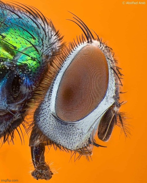 Pretty fly for a fly guy | image tagged in fly,photography,microscope,colorful,insects | made w/ Imgflip meme maker