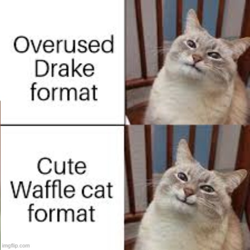 Cat loves his waffle | image tagged in cats | made w/ Imgflip meme maker