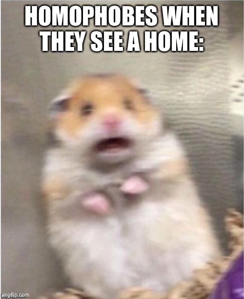 Scared Hamster |  HOMOPHOBES WHEN THEY SEE A HOME: | image tagged in scared hamster,funny,funny memes | made w/ Imgflip meme maker