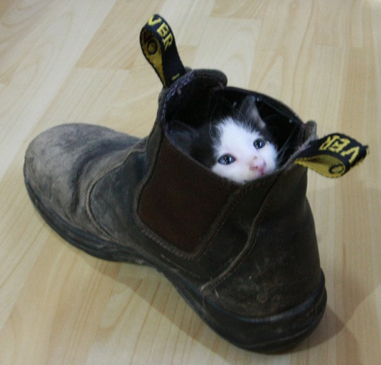 Cat in Shoe Blank Meme Template