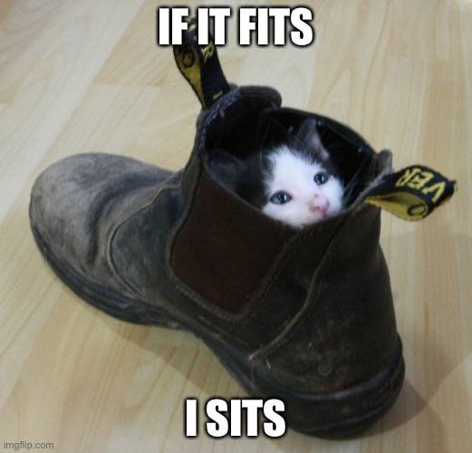 Fits and Sits | IF IT FITS; I SITS | image tagged in cat in shoe | made w/ Imgflip meme maker