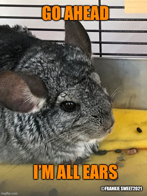 Go Ahead I’m All Ears | GO AHEAD; ©FRANKIE SWEET2021; I’M ALL EARS | image tagged in ears,listening,go ahead,pets,chinchilla,animals | made w/ Imgflip meme maker