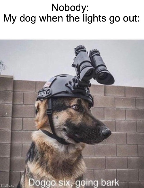 Nobody: 
My dog when the lights go out: | image tagged in doggo,memes,dogs | made w/ Imgflip meme maker