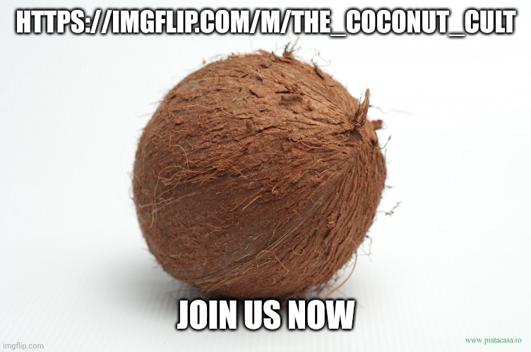 Join us or the Coconut will be angered | HTTPS://IMGFLIP.COM/M/THE_COCONUT_CULT; JOIN US NOW | image tagged in coconut | made w/ Imgflip meme maker