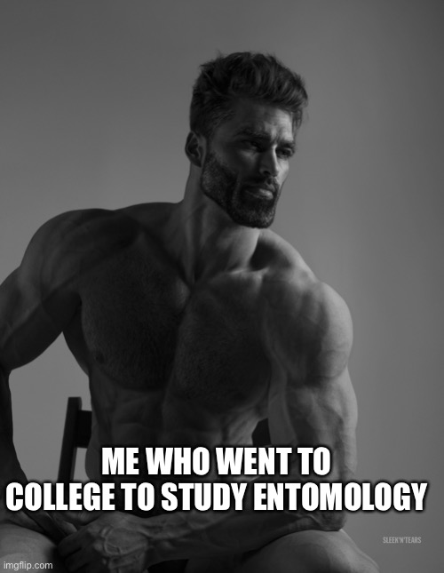 Giga Chad | ME WHO WENT TO COLLEGE TO STUDY ENTOMOLOGY | image tagged in giga chad | made w/ Imgflip meme maker