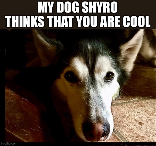 MY DOG SHYRO THINKS THAT YOU ARE COOL | made w/ Imgflip meme maker