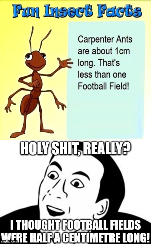 Can you believe it?!? | HOLY SHIT, REALLY? I THOUGHT FOOTBALL FIELDS WERE HALF A CENTIMETRE LONG! | image tagged in you don't say,ant facts | made w/ Imgflip meme maker