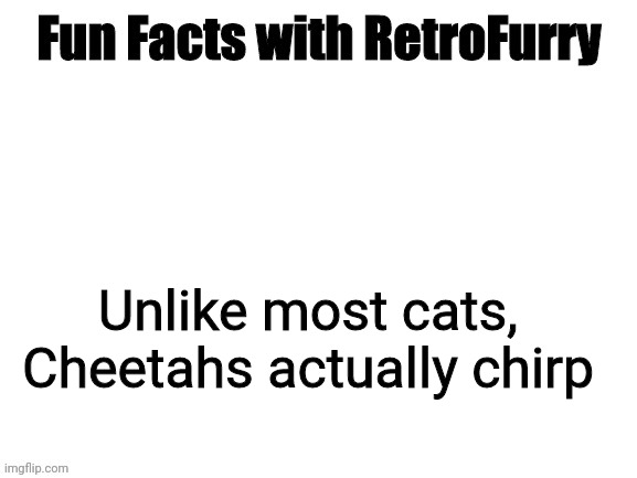 Fun Facts with RetroFurry | Unlike most cats, Cheetahs actually chirp | image tagged in fun facts with retrofurry | made w/ Imgflip meme maker