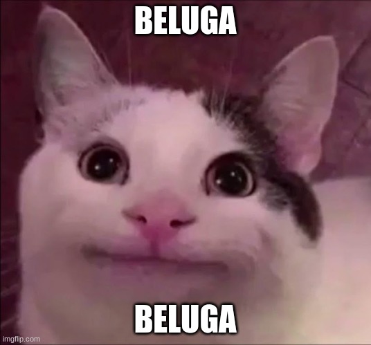 Awkward Smile Cat |  BELUGA; BELUGA | image tagged in awkward smile cat | made w/ Imgflip meme maker