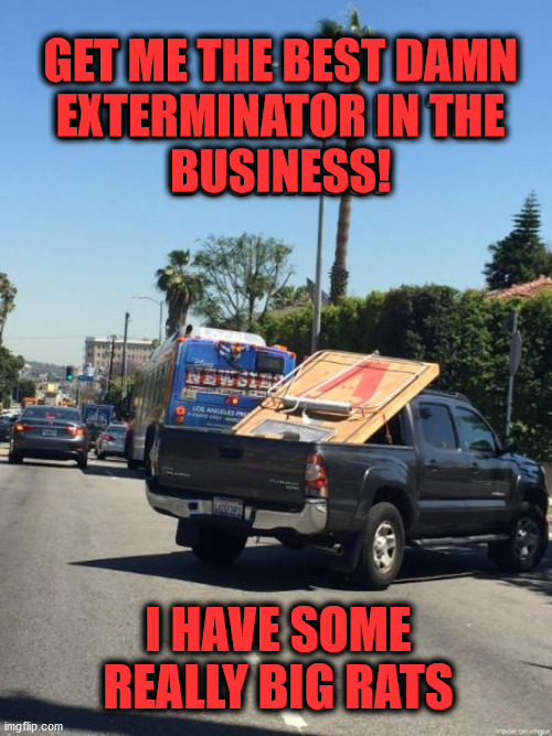 Some big rats | GET ME THE BEST DAMN
EXTERMINATOR IN THE
BUSINESS! I HAVE SOME REALLY BIG RATS | image tagged in rats | made w/ Imgflip meme maker