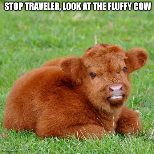 fluffy cow | STOP TRAVELER, LOOK AT THE FLUFFY COW | image tagged in fluffy cow | made w/ Imgflip meme maker