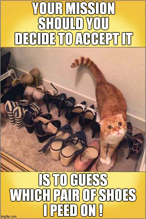 A Cats Challenge ! | YOUR MISSION
SHOULD YOU DECIDE TO ACCEPT IT; IS TO GUESS WHICH PAIR OF SHOES
I PEED ON ! | image tagged in cats,peeing,shoes,challenge,mission impossible | made w/ Imgflip meme maker